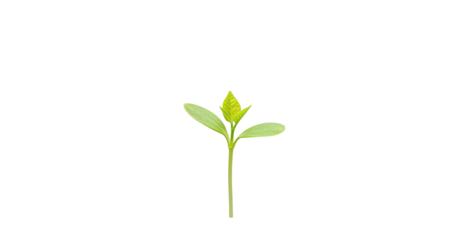 A single green sprout emerging from the soil isolated on white background symbolizing growth and renewal