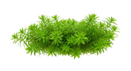 Lush green aquatic plants isolated on white background thriving in a serene underwater environment
