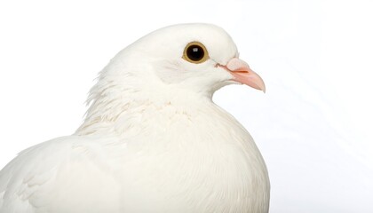 Close-up of a white pigeon