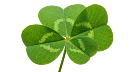 Close-up of a vibrant four-leaf clover with intricate leaf patterns isolated on white background