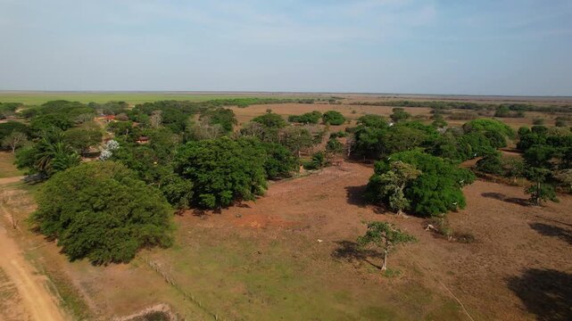 White Birds Garzon Soldado fly over vast, open landscape of the Venezuelan llanos .