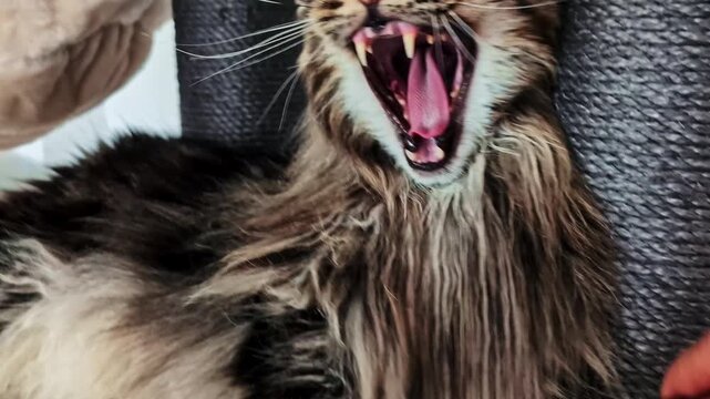 Long haired cat gets brushed while lying down, closeup of grooming session and fluffy fur