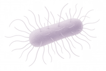 3d rendering of a rod-shaped bacterium with numerous pili and flagella, isolated on a transparent background, useful for scientific or medical visualizations