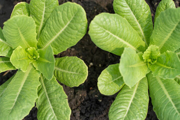 Romaine lettuce or cos lettuce cuttings in a greenhouse, top view.