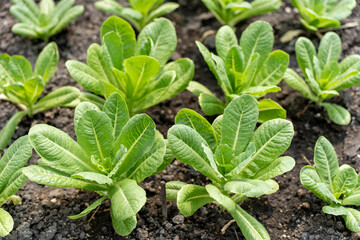 Romaine lettuce or cos lettuce cuttings in a greenhouse.