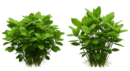 Lush green plants isolated on white background in a vibrant garden setting showcasing healthy growth and vitality