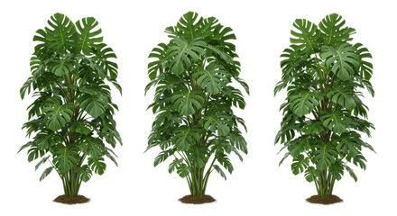 Lush green monstera plants arranged isolated on white background in a bright indoor space