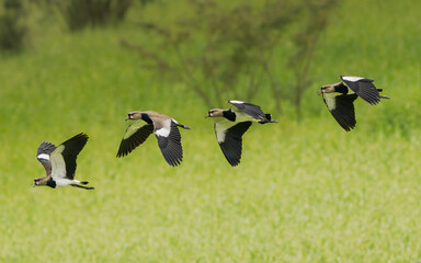 Southern Lapwing