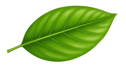 Obraz premium Lush green leaf showcasing vibrant texture isolated on white background ideal for nature themes