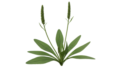 Green plant with elongated leaves and flowering spikes isolated on white background