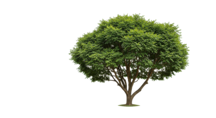 Lush green tree standing alone isolated on white background in a serene park setting