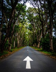 Road through a tree tunnel