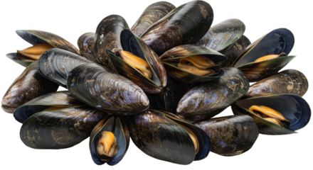 A close up of fresh mussels isolated on white background piled together showcasing their glossy shells and vibrant colors