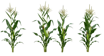 Naklejka premium Four healthy corn plants in various growth stages isolated on white background