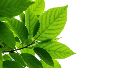 Fototapeta premium Lush green leaves showcasing vibrant textures isolated on white background ideal for nature themes
