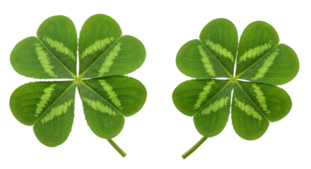 Two vibrant four leaf clovers isolated on white background with distinct patterns