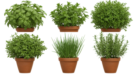 Assorted fresh herbs in terra cotta pots displayed isolated on white background