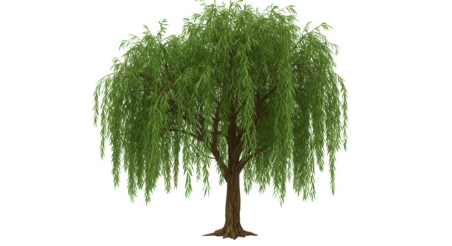Lush willow tree standing isolated on white background surrounded by vibrant greenery concept