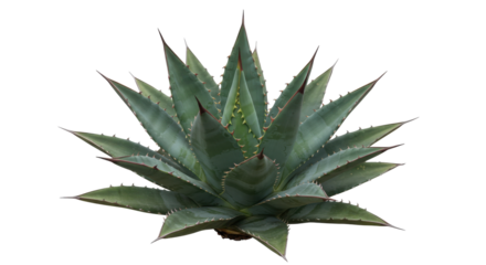 Lush green agave plant isolated on white background showcasing sharp leaves in a bright setting
