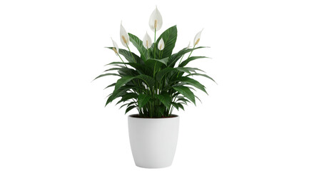 Obraz premium Peace lily plant in modern white pot isolated on white background showcasing green leaves and flowers