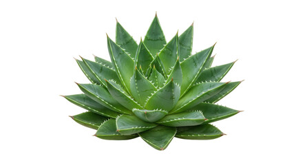 Fototapeta premium Lush green aloe vera plant showcasing vibrant leaves against a clean backdrop isolated on white background