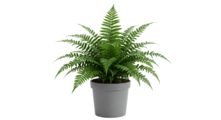 Lush green fern plant in a gray pot isolated on white background set against a simple background
