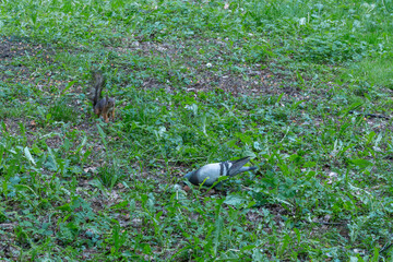 A Curious Squirrel And Pigeon Sharing A Moment In A Lush Green Park. Unexpected Encounter Of Urban...