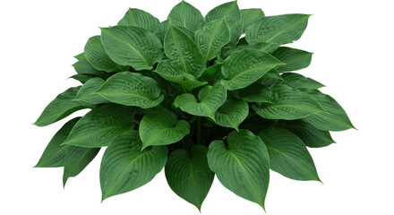 Lush green hosta plant with broad leaves thriving in a natural garden setting isolated on white background