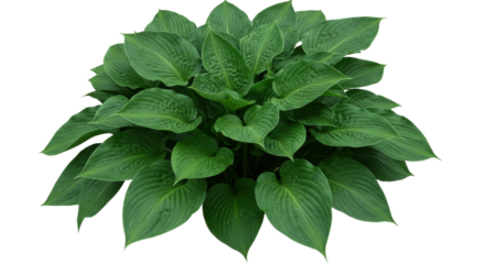 Lush green hosta plant with broad leaves thriving in a natural garden setting isolated on white background