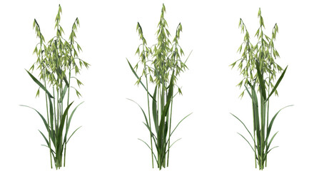 Fototapeta premium Lush green wheat plants swaying gently isolated on white background showcasing agricultural beauty