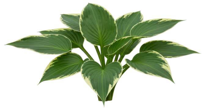 Lush green hosta plant with variegated leaves thriving in a serene garden setting isolated on white background