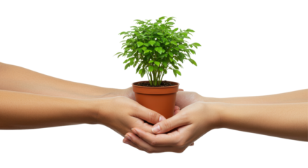 Two hands exchanging a potted plant isolated on white background symbolizing growth and connection in nature
