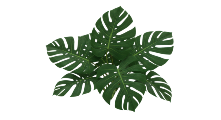 Lush green monstera leaves arranged artistically isolated on white background showcasing natural beauty indoors