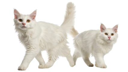Fluffy laperm cats walk gracefully together showcasing their beautiful white fur and playful demeanor