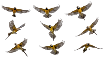 A flock of vibrant birds isolated on white background in mid flight showcasing their graceful movements against a clear sky