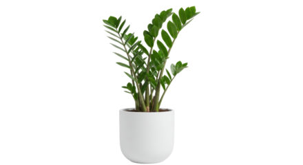 A vibrant indoor plant in a white pot enhancing a modern living space with greenery isolated on white background