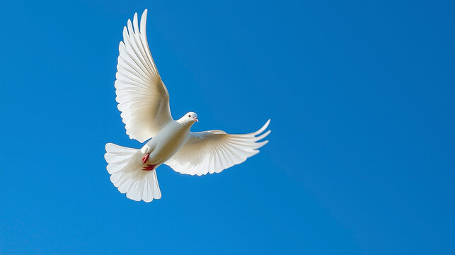  Pomba Branca Voando no C&eacute;u Azul