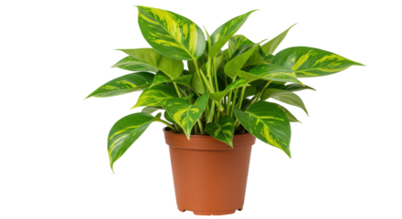 Lush green potted plant with vibrant leaves brightening indoor space with natural beauty isolated on white background