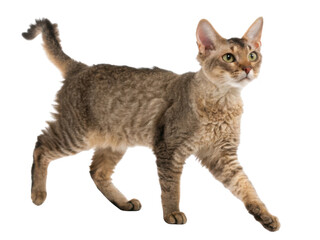 Obraz premium Playful laperm cat walks gracefully, showcasing its unique curly fur and vibrant personality in lively manner