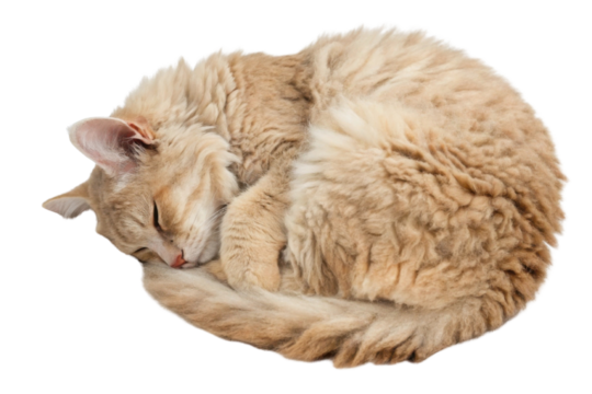 Laperm cat peacefully curls up in cozy position, showcasing its unique curly fur and serene expression