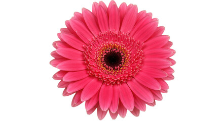 Vibrant pink gerbera daisy in full bloom isolated on white background