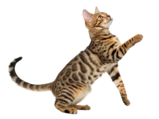 Playful toyger cat with striking stripes and curious expression reaches for toy, showcasing its energetic personality and unique beauty