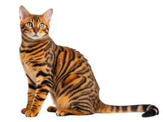 Fototapeta premium Beautiful toyger cat with striking orange and black stripes sits gracefully, showcasing its unique and captivating appearance