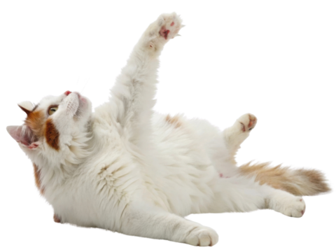 Fluffy Turkish cat playfully stretches its paw in charming pose, showcasing its beautiful fur and playful nature
