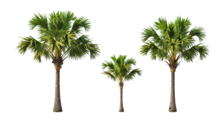 Three distinct palm trees of varying heights isolated on white background ideal for nature themed projects