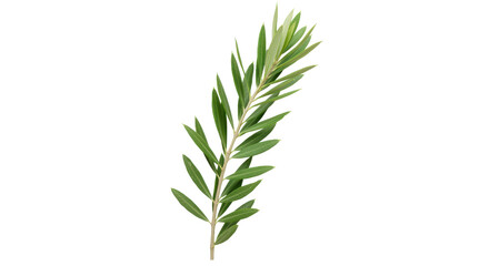 Obraz premium A vibrant green palm leaf isolated on white background perfect for nature-themed designs