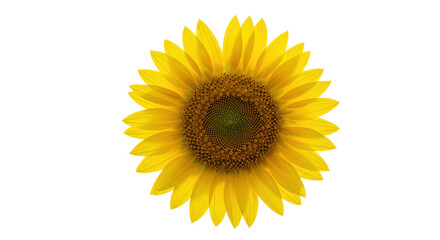 Obraz premium Vibrant sunflower in full bloom isolated on white background symbolizing summer joy