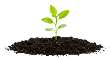Fresh green plant sprouting from rich soil isolated on white background representing natural growth and renewal