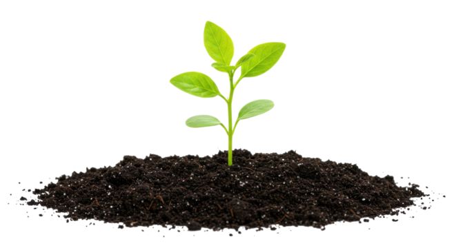 Fresh green plant sprouting from rich soil isolated on white background representing natural growth and renewal