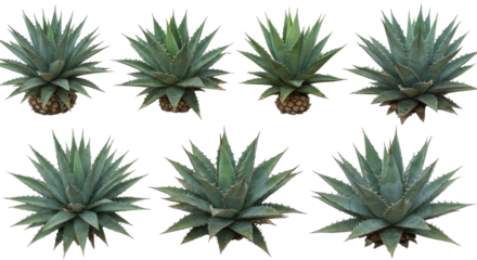 Multiple views of a healthy agave plant isolated on white background showcasing its vibrant green leaves and symmetry